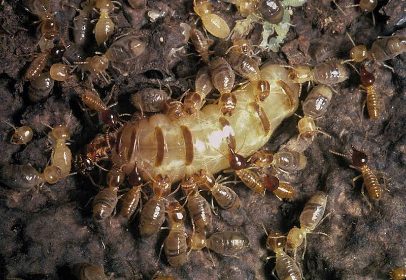 Phòng và diệt mối
