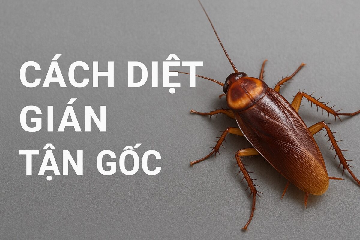 Cách diệt gián tận gốc đơn giản ai cũng làm được